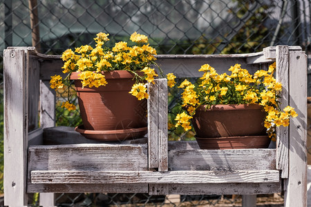 新鲜的家花园装饰野黄色户外用木箱正面图片