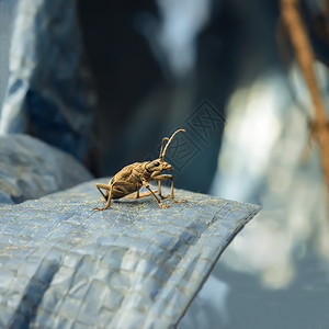 腿昆虫森林甲木板关闭于蓝色材料背景的甲虫露顶自然图片