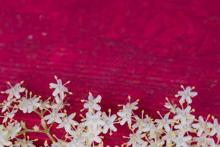 药用红漆的木头上香布哥花朵红漆的树底蓝布哥花朵紧贴上夏天烹饪图片