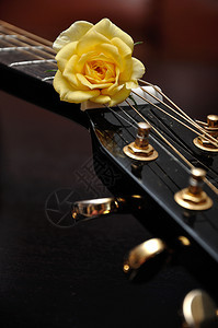 自然声音的漂亮用吉他展示一朵黄玫瑰图片