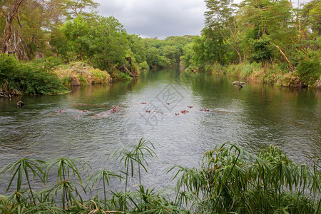 木头季节肯尼亚Mzima泉水里的希波斯人河图片