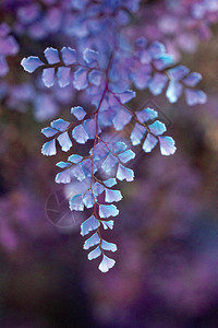 幻想紫色金歌花叶在蓝色和紫阴影中留下宏观背景纹理和丁香在紫红色树叶上留有奇特紫色金歌花叶园艺质地西班牙图片
