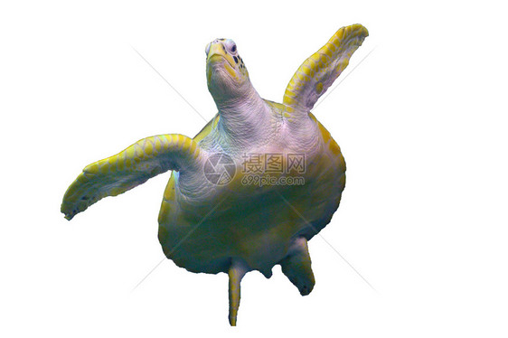 白底海龟在游泳鱼濒危乌图片