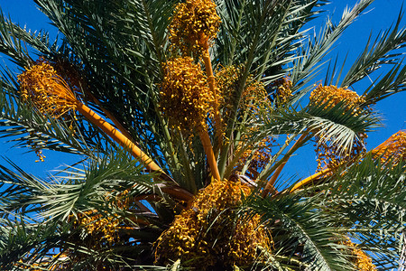 在西班牙马洛卡Mallorca一个阳光明媚的下午棕榈水果在蓝天Mallorca叶子白天园艺图片