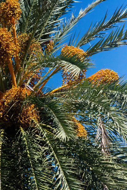 绿色在西班牙马洛卡Mallorca一个阳光明媚的下午棕榈水果在蓝天Mallorca户外树图片