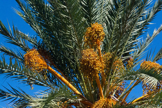 九月阳光照射在西班牙马洛卡Mallorca一个阳光明媚的下午棕榈水果在蓝天Mallorca自然图片