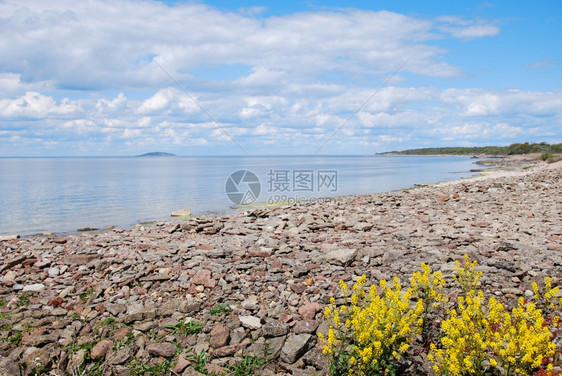 奥兰户外波罗的海西德群岛奥地上一个石洞湾的海岸线花朵图片