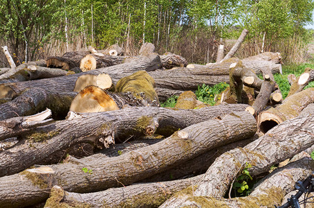 砍伐的树干砍伐干砍伐桩自然保护图片
