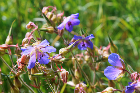 蓝色美丽的花朵蓝色的小田野蓝色花朵的小田野蓝色美丽的花朵野生动物绿色植群图片