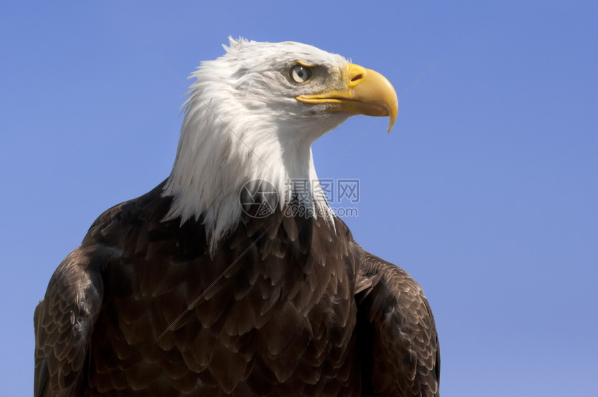 天空美国秃鹰对着蓝天阿拉斯加州雄伟图片