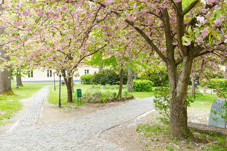 开满萨日朗花的草原自然植物群乌克兰日戈罗德市的粉红萨库拉树外部