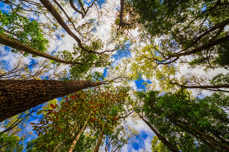 内部的自然亚马逊在树冠上寻找一棵巨大的雨林树干图片
