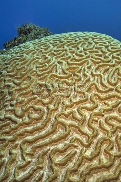 脑珊瑚礁加勒比海青年岛古巴美洲和加勒比息肉荒野生态图片