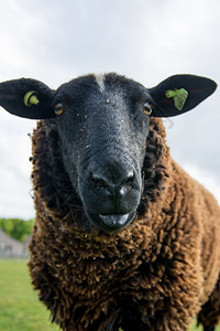黑色的草地上羊生物动图片
