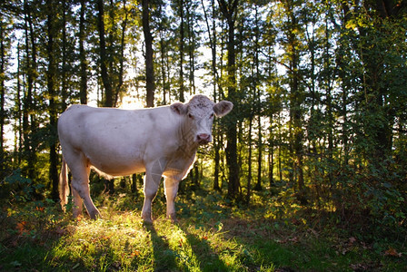 草奥兰农场绿林中闪发光的金牛图片