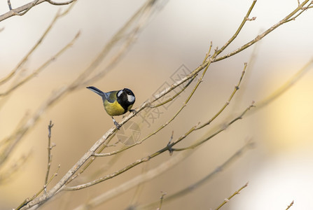 自然鸟类移民也就是树枝上常见的吊现象图片
