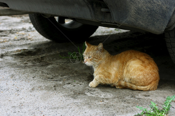 黄色的红猫在车轮旁边的汽下方躺在地上道哺乳动物图片