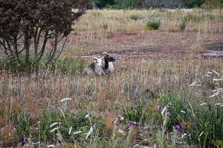 景观农场库尔曼两只安息的羊在干草地上带紫花图片素材