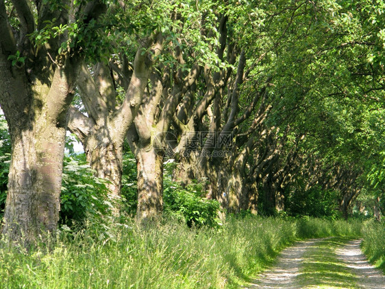 白边树小巷的Sorbusnivea田间公路生长荒野白光束图片