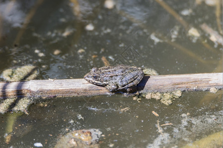 坐着蟾蜍在湿地上休息的绿青蛙野生动物图片
