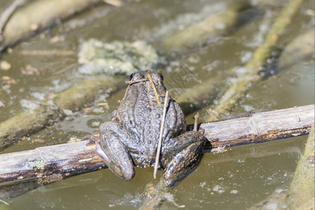 在湿地上休息的绿青蛙草蟾蜍有眼光图片