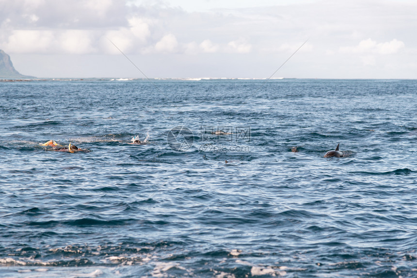 哺乳动物在海洋中游泳的豚和浮动物娱乐荒野图片