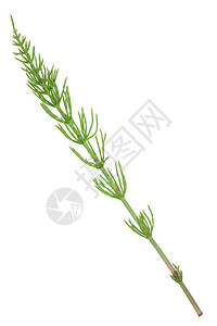 草本植物乡村叶子药用植物Equisetumarvense马尾图片