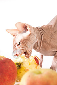 漂亮的颚动物一只猫斯芬克吃新鲜的红苹果图片