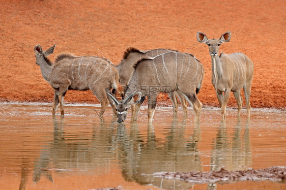 荒野保护在南非莫卡拉公园的Mokala水坑饮用库杜安特洛普斯雷热拉胡Strepsiceros草食动物图片