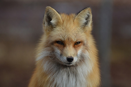 婴儿成人美丽的红狐狸正直盯着前方动物背景图片