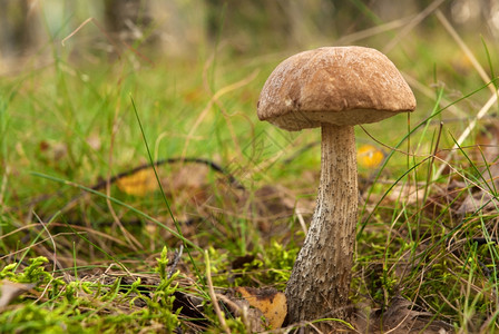 食物秋天的波兰BoryTucholskie公园森林中生长的青春风景可口目的图片