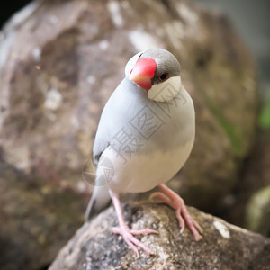 稻草目在温室的石头上插着红嘴珠的银白彩色Java麻雀鸟近距离接红色的喙图片