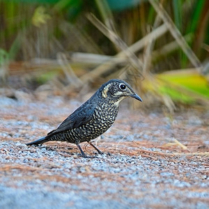 美丽的鸟儿雌栗子肚壳岩笔站在地上自然脊柱野生动物图片
