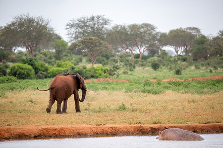 一头小红象在大草原的上奔跑玩耍一头小红象在大草原的上奔跑玩耍湿的户外年轻图片