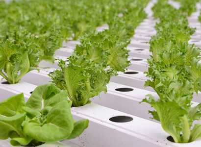 有机的食物技术水栽培系统中的蔬菜种植场在水栽培体系中种植图片
