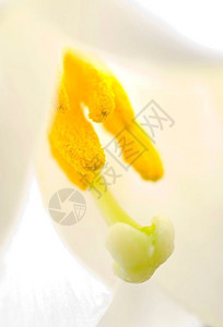 蕊白百合花活塞和丝袍的内部雌蕊美丽图片