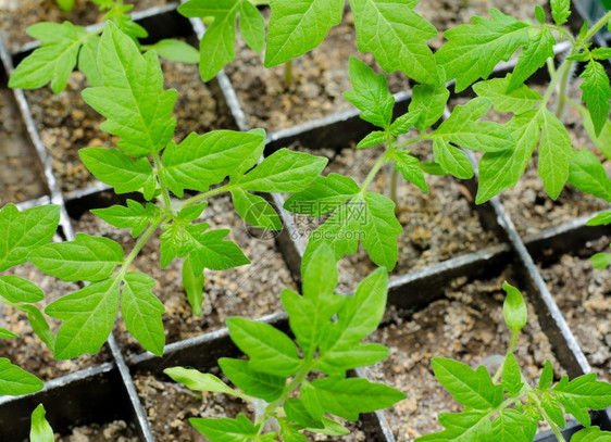 地面球一种箱中窗口的番茄树苗图片