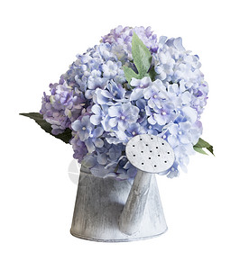 绣球花瓶锌水中假冒的Hydranga花朵可使用白色背景和剪切路径自然图片