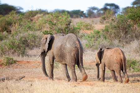 旅行团体非洲在肯尼亚热带草原风景中行走的大象图片
