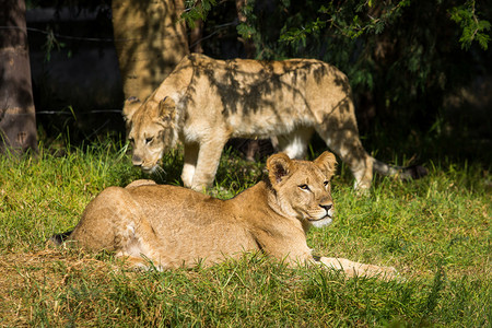 苹果浏览器女一种夏日草地上的幼狮躺在草地上图片