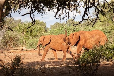 母亲公园肯尼亚大象步行风景非洲图片