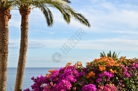 九重葛旅游岛屿西班牙大加那利岛热带夏季风景有棕榈树鲜花和蓝水图片