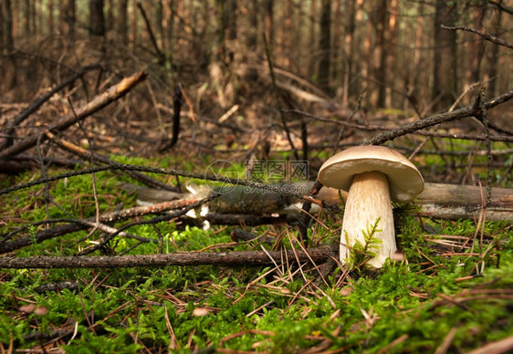 自然真菌学秋天波兰公园BoryTucholskie环境照片显示在野外的BoletusEdulis博里图片