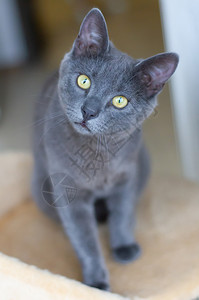一种可爱的蓝色美丽眼睛蓝猫肖像图片