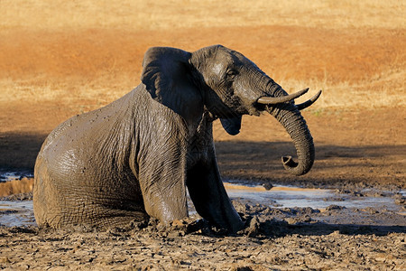 浑濒危物种非洲大象LoxodontaAfricana在南非克鲁格公园的泥坑中玩耍图片