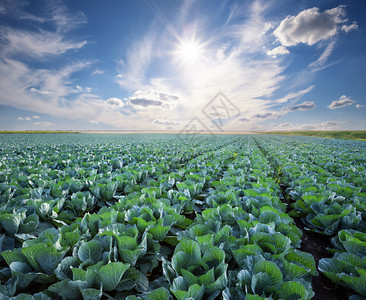 素食主义者目的丰盛收成和开发概念在阳光晴朗的天空下成熟卷心菜一排清凉的白云之下成熟卷心菜花园图片