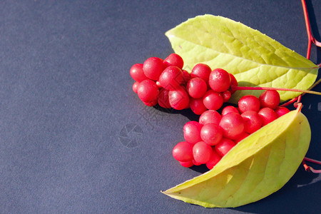 秋天成熟的红莓图片