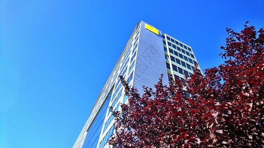 外部的树后对蓝色天空的现代办公玻璃建筑的低角度视图以景抽象的公司图片