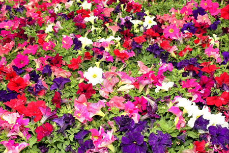 花朵亮彩色白紫红和粉花显示图片植物群照美丽图片