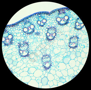 生长自然粮食在显微镜CS10X下的谷片截面图片